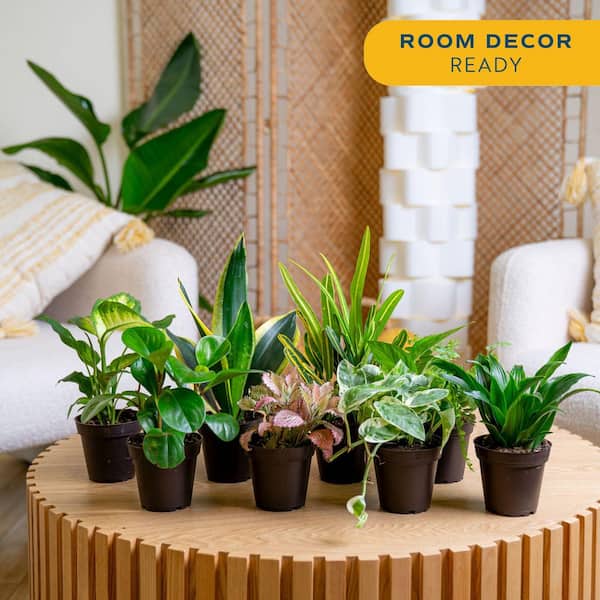 Grower's Choice Exotic Angel Indoor Plant Assortment in 3.8 in. Grower Pot, Avg. Shipping Height 8 in. Tall (8 Pack)