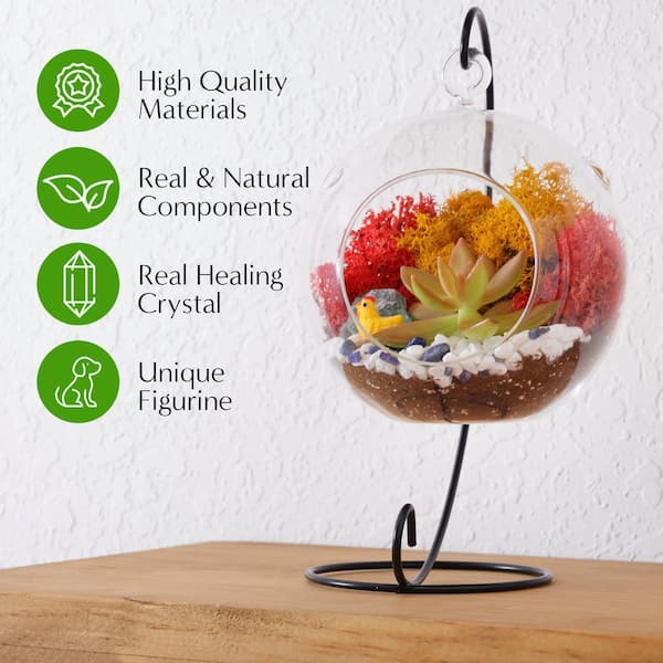 indoor live plants for sale Money Tree Plant with Planter - Small (12