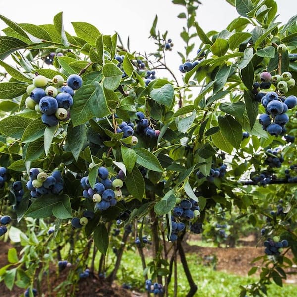 Chandler Blueberry Plant-Live Plant in a 2 Inch Growers Pot-Vaccinium-Edible Fruit Bearing Tree for The Garden