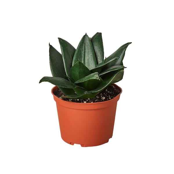Unbranded Snake Plant Jade Sansevieria Hahnii Plant in 6 in. Grower Pot