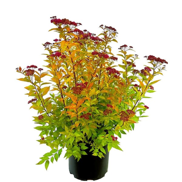 Unbranded 2.25 Gal. Goldflame Spiraea Live Shrub with Reddish Pink Blooms