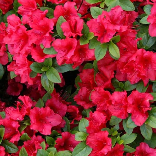 BELL NURSERY 1 Gal. Azalea Johanna Live Shrub, Red Flowers (3-Pack)