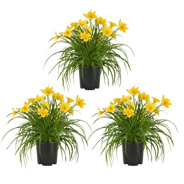 METROLINA GREENHOUSES 2 Qt. Yellow Big Time Happy Daylily Perennial Plant (3-Pack)