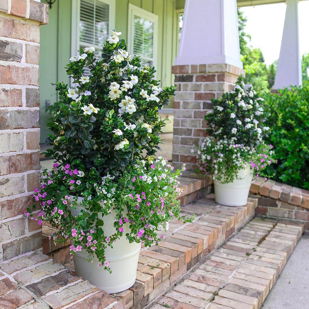 2.5 Quart Upright Evergreen Gardenia with Fragrant White Blooms
