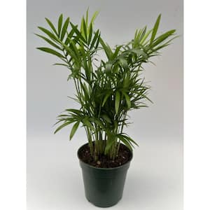 4 in. Neanthe Bella Palm Plant in Grower Pot
