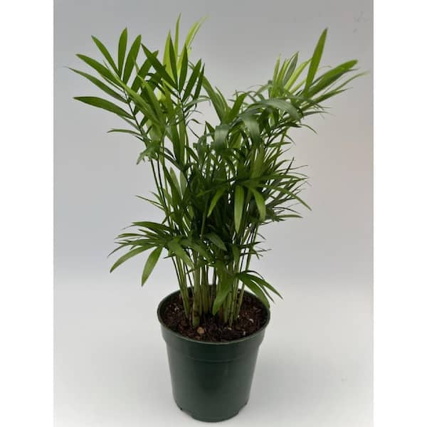 4 in. Neanthe Bella Palm Plant in Pot NBPalm The Home Depot