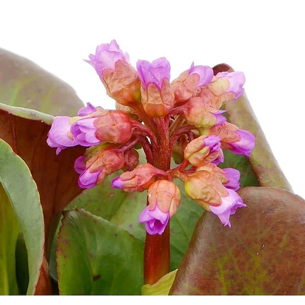 Unbranded - 2.5 qt. Bergenia Perennial Plant with Rose Pink Flowers-1 Pack