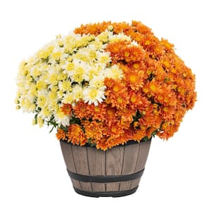 1 Gal. Napa Barrel Orange and White Mum Chrysanthemum Perennial Plant (1-Pack)