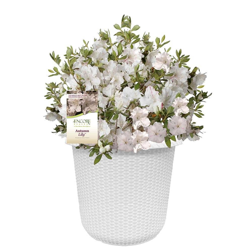 ENCORE AZALEA 2 Gal. Autumn Lily Azalea Shrub with White Flowers