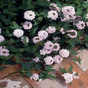 2 Gal. EnduroScape White Verbena Plant