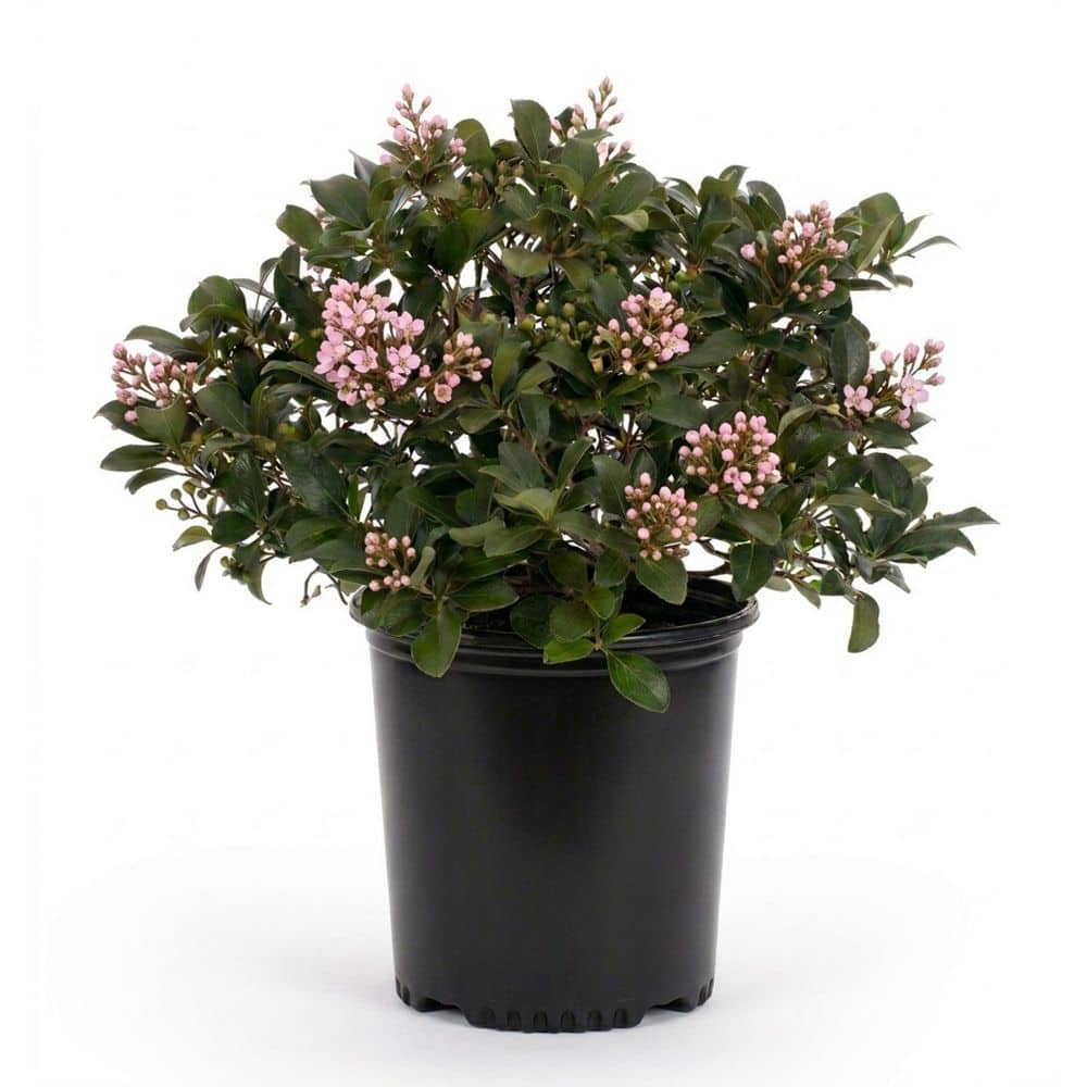 Sale✨No.199 針葉樹 ハーフリース FLOWERWOOD 2.5 Gal. Eleanor Taber Indian Hawthorn, Live Evergreen