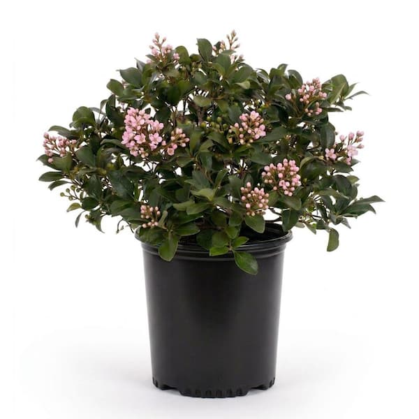 SOUTHERN LIVING 1.5 Gal. Mojo Pittosporum Shrub (Japanese Mock