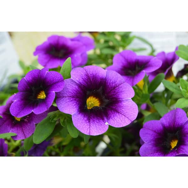 PROVEN WINNERS 1 Qt. Superbells Grape Punch Calibrachoa Plant