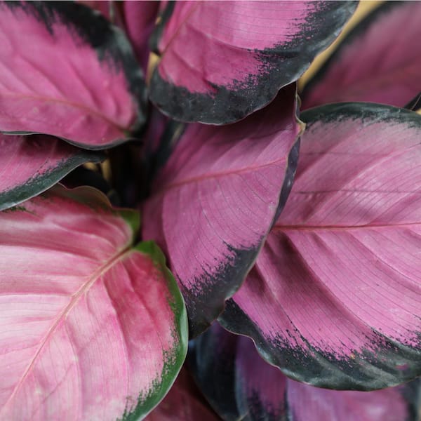 Altman Plants 6 in. Calathea Roseopicta Rose Painted Calathea Live Purple House Plant Pot