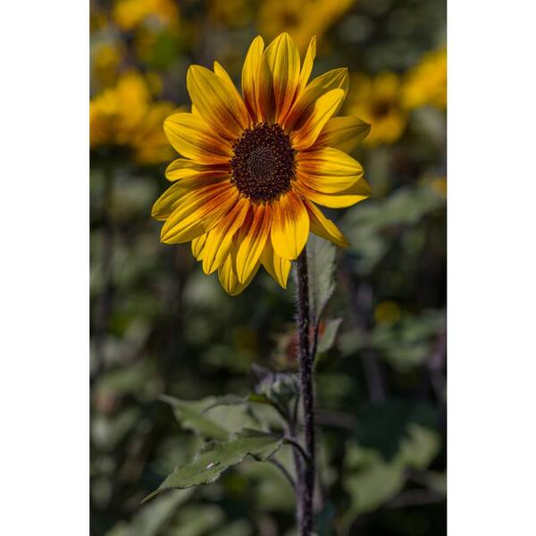 PROVEN WINNERS 1 Gal. Royale. Suncredible Saturn Sunflower Live