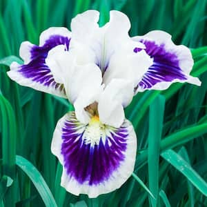 Riveting Dwarf Bearded Iris White and Purple Flowers Live Bareroot Plant