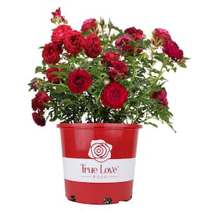 6 Qt. True Bloom True Love Rose with Red Flowers