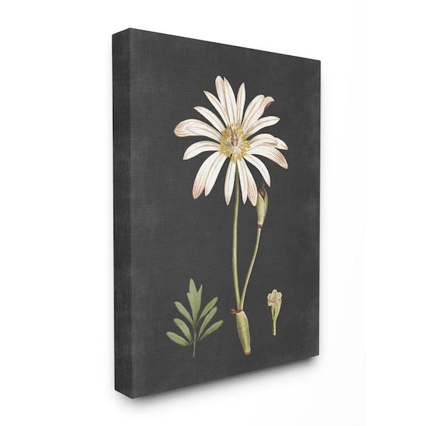 Stupell Industries 30 in. x 40 in. "Botanical Drawing White Flower On Black Design" by Lettered and Lined Canvas Wall Art