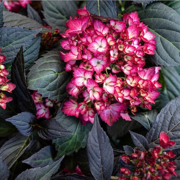 FIRST EDITIONS 2 Gal. Eclipse Bigleaf Hydrangea Plant-Deciduous