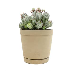 Altman Reserve 6 in. Nova Milk Barrel Succulent (Euphorbia Horrida) in Cement Pot