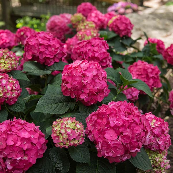 Spring Hill Nurseries 4 in. Pot Summer Crush Hydrangea, Flowering Shrub Red Live Potted Plant (1-Pack)