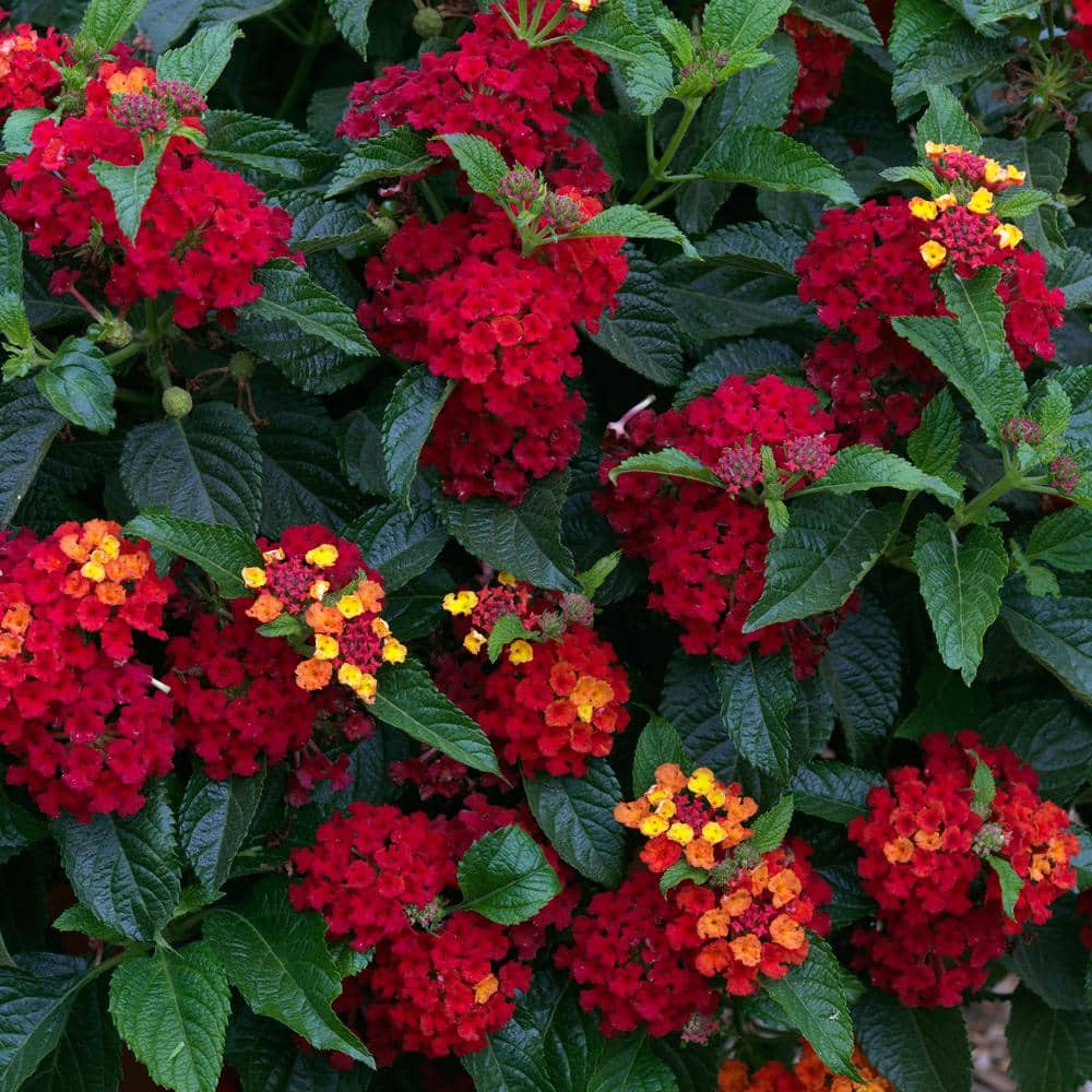 Pure Beauty Farms 2.5 Qt Lantana Hot Blood Red in Grower's Pot (2-Packs ...