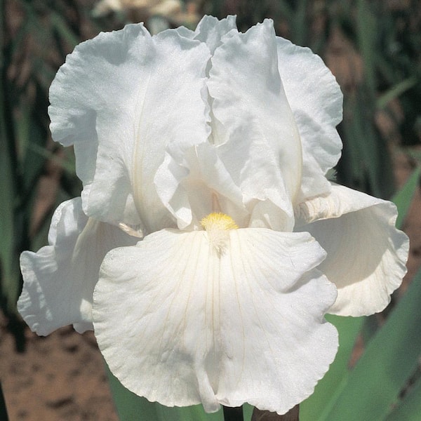 Breck's Immortality Reblooming Iris White Colored Flowers Live Bareroot Plant