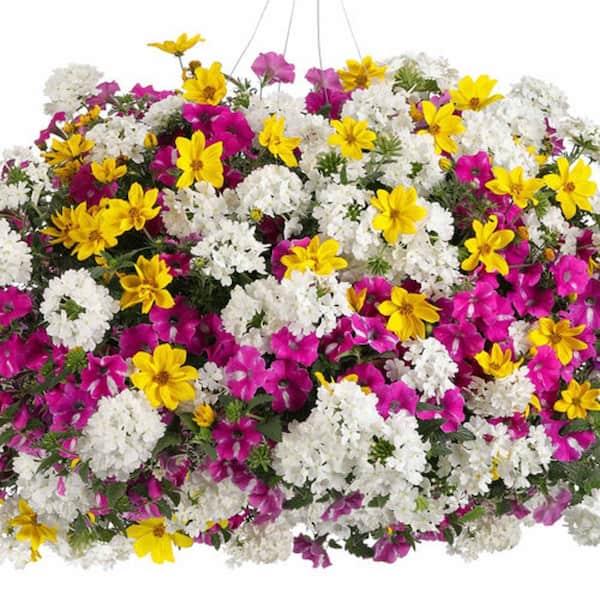 PROVEN WINNERS 12 in. Rockin Rush Supertunia, Bidens, and Superbena Combo Annual Live Plant in Hanging Basket