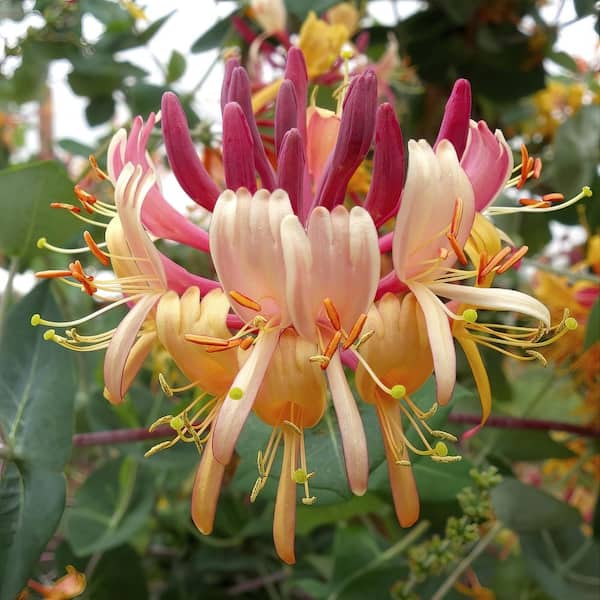 national PLANT NETWORK 4 in. Honeysuckle Peaches and Cream Plant