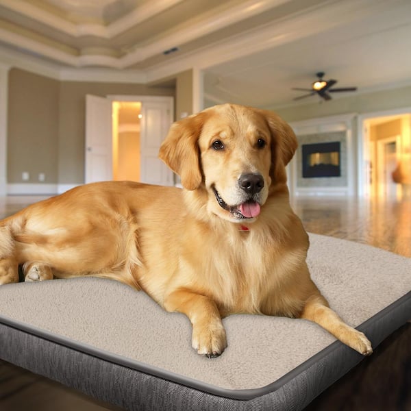 Dog Room Decor: Create A Cozy And Comfortable Space For Your Pup - Acme  Canine