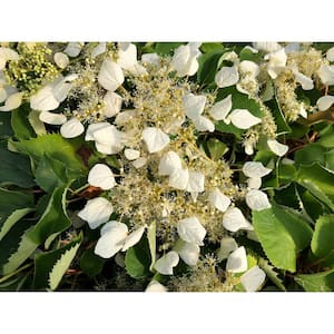 4.5 in. Qt. Flirty Girl False Hydrangea-Vine (Schizophragma) Live Plant, Shrub, White Flowers