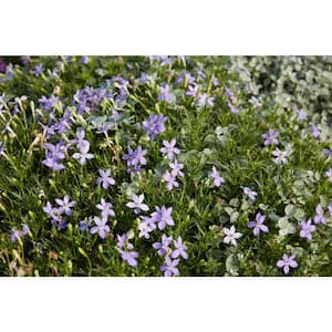 1 Pint White Blue Star Isotoma Ground Cover Plant