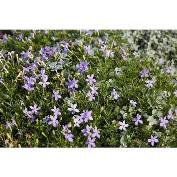 Vigoro 1 Pint White Blue Star Isotoma Ground Cover Plant