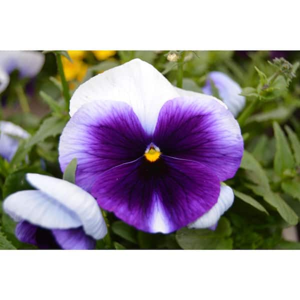 Unbranded 1.27 Qt. Delta Beaconsfield Pansy Plant (6-Pack)