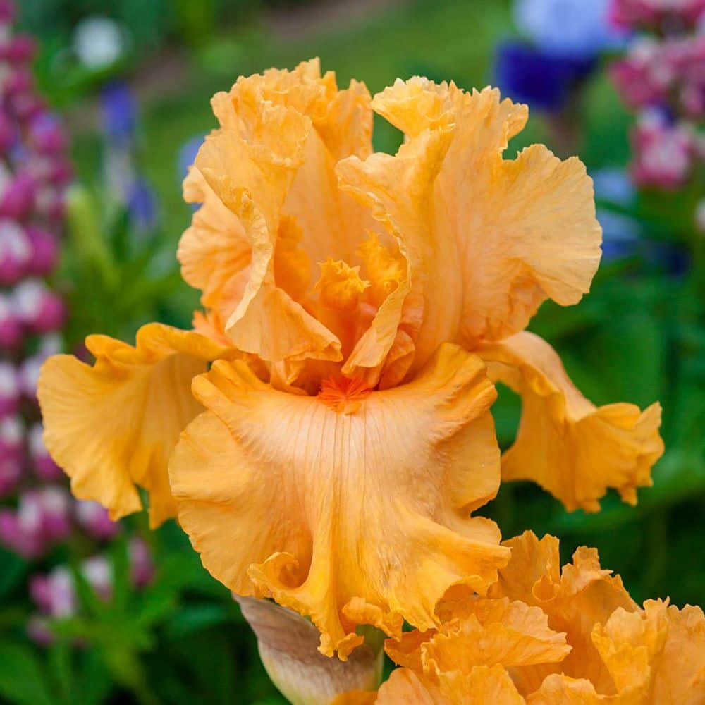 Orange King Bearded Iris Flowering Dormant Bare Root Perennial Starter Plants (3-Pack) price history on PriceWatchPro