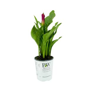 2.5 qt. Perennial Calla Lily Be My First Love (1-Pack)