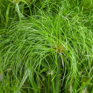 4.5 in. Qt. Graceful Grasses Prince Tut Dwarf Egyptian Papyrus (Cyperus) Live Plant, Bright Green Foliage
