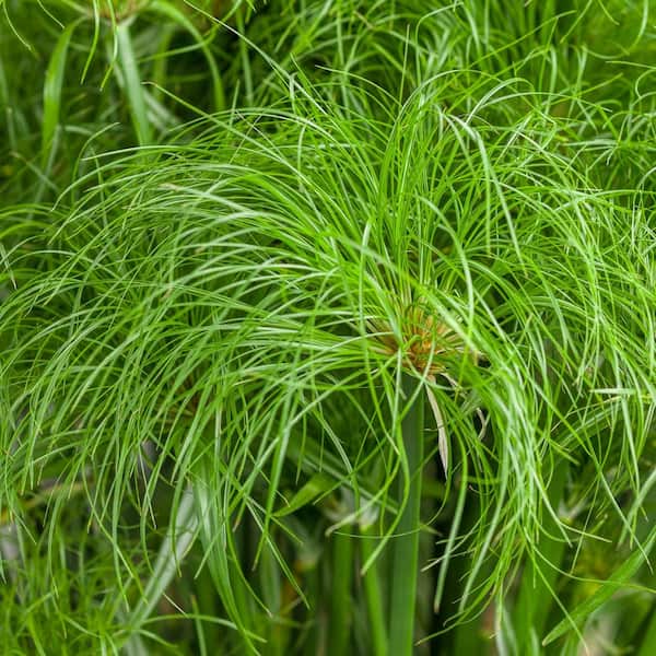 PROVEN WINNERS 4.5 in. Qt. Graceful Grasses Prince Tut Dwarf Egyptian Papyrus (Cyperus) Live Plant, Bright Green Foliage