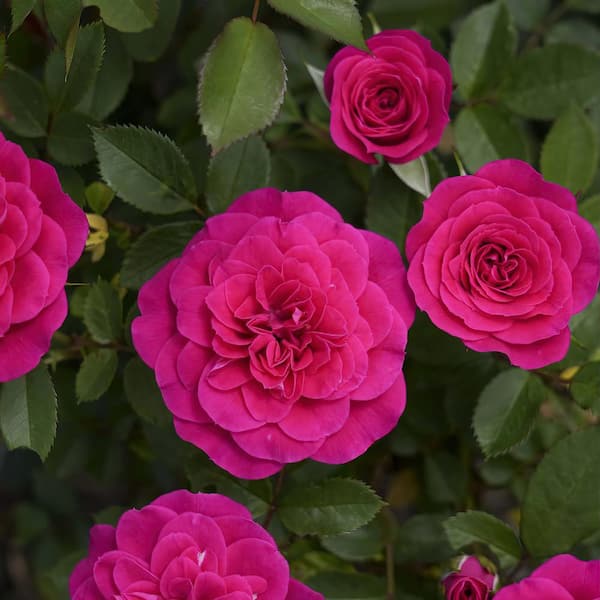 2.5 in. Rose Miniature Sunblaze Dragon Fruit with Dark Pink Flowers (12-Pack)