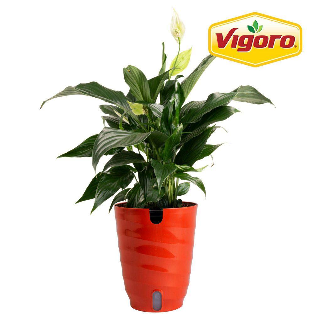 Vigoro Spathiphyllum Peace Lily Indoor Plant in 6 in. Self-Watering  Planter, Avg. Shipping Height 1-2 ft. Tall CO.SY06.3.WTMID - The Home Depot