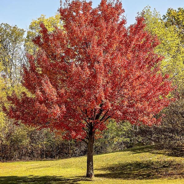 7 Gal. Red Maple Shade Tree MAPRED07G - The Home Depot