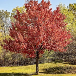 7 Gal. Red Maple Shade Tree