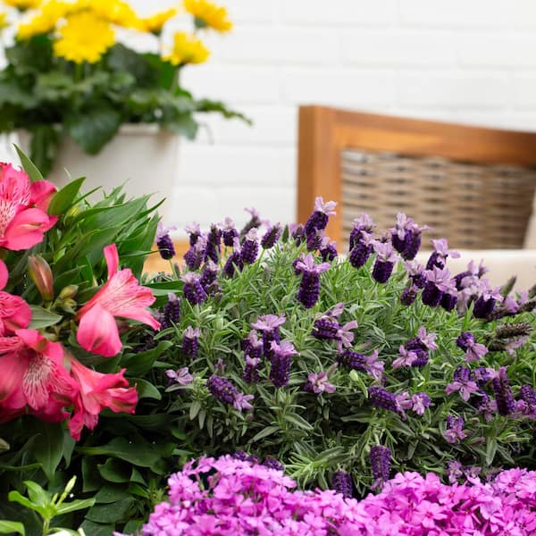 METROLINA GREENHOUSES 2 qt. Lavender Javelin Forte Deep Purple