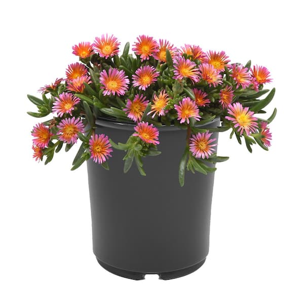 Unbranded 2.5 qt. Delosperma Ocean Sunset Perennial Plant with Orange and Fuchsia Flowers-(1-Pack)