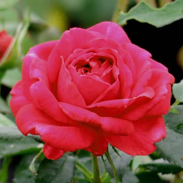 ALTMAN PLANTS 3 Gal. Patent Rose Plant with Assorted Color Flowers