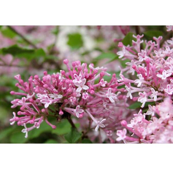 PROVEN WINNERS 1 Gal. Scent and Sensibility Pink ColorChoice Syringa Lilac Shrub