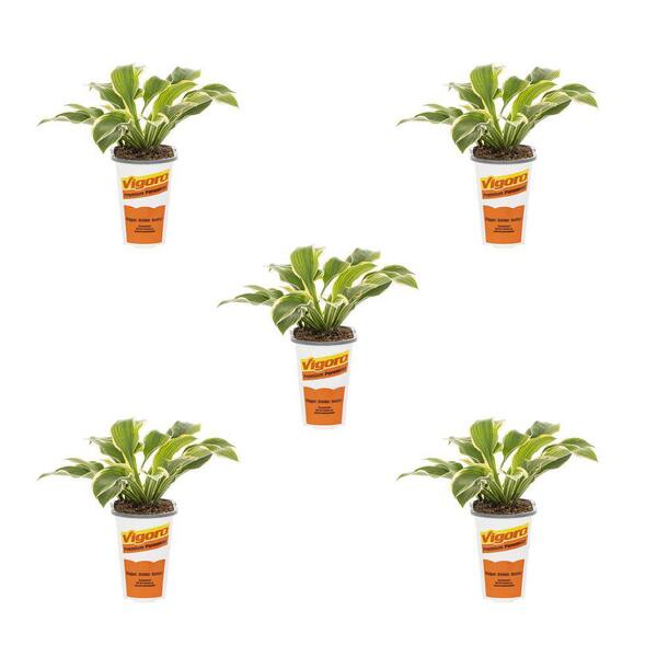 Vigoro 1.5 Pt. Hosta Golden Tiara Perennial Plant (5-Pack)