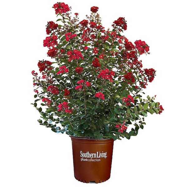 SOUTHERN LIVING 5 Gal. Colorama Scarlet Crape Myrtle Tree with Bright ...