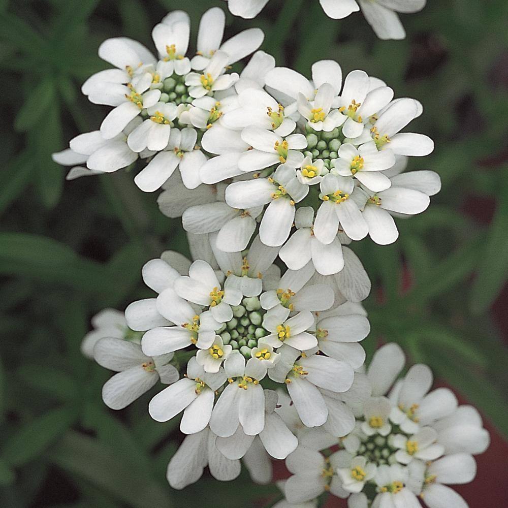 Vigoro 1 qt. Iberis Candytuft Perennial Plant with White Flowers
