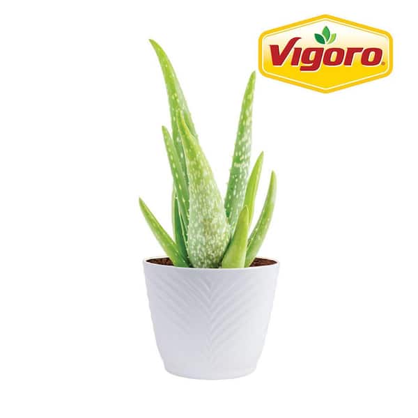 isana aloe vera serum Isana Retinol Concentrated Serum 1 box main image 1